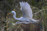 Charleston Workshop, March 16-20, 2026 (Deposit)