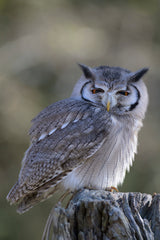 Charleston Workshop, March 16-20, 2026 (Deposit)