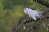 Charleston Workshop, March 16-20, 2026 (Deposit)