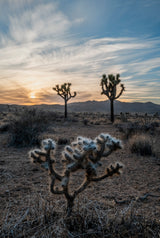 Joshua Tree National Park Workshop, March 8-12, 2027 (Deposit)