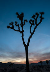 Joshua Tree National Park Workshop, March 8-12, 2027 (Deposit)