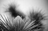 Joshua Tree National Park Workshop, March 8-12, 2027 (Deposit)