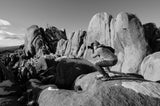 Joshua Tree National Park Workshop, March 8-12, 2027 (Deposit)