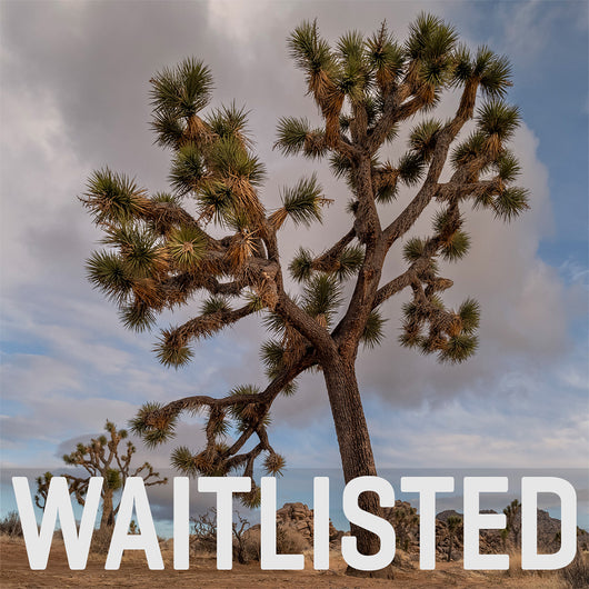 Joshua Tree National Park Workshop, March 8-12, 2027 (Deposit)