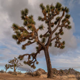 Joshua Tree National Park Workshop, March 8-12, 2027 (Deposit)