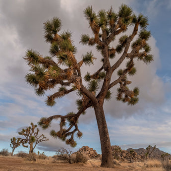 Joshua Tree National Park Workshop, March 8-12, 2027 (Deposit)