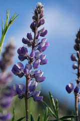 Columbia River Gorge Workshop, May 18–22, 2026