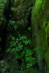 Columbia River Gorge Workshop, May 18–22, 2026