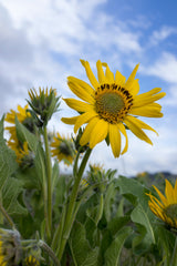 Columbia River Gorge Workshop, May 18–22, 2026