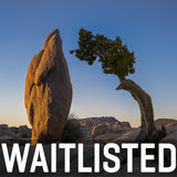 Joshua Tree National Park Workshop, March 4-7, 2025 (Deposit)