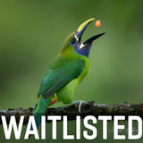 Costa Rica Workshop, April 15-23, 2027 (Deposit)