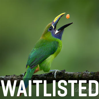 Costa Rica Workshop, April 15-23, 2027 (Deposit)