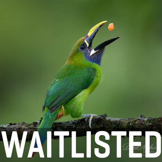 Costa Rica Workshop, April 15-23, 2027 (Deposit)