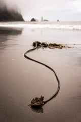 Olympic National Park Workshop, July 27-31, 2026 (Deposit)