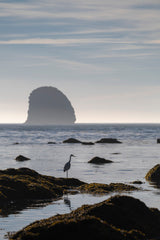 Olympic National Park Workshop, July 27-31, 2026 (Deposit)