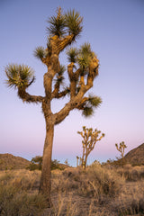 Joshua Tree National Park Workshop, March 4-7, 2025 (Deposit)