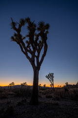 Joshua Tree National Park Workshop, March 4-7, 2025 (Deposit)