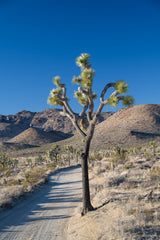 Joshua Tree National Park Workshop, March 4-7, 2025 (Deposit)