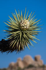 Joshua Tree National Park Workshop, March 4-7, 2025 (Deposit)