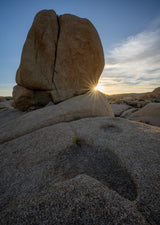 Joshua Tree National Park Workshop, March 4-7, 2025 (Deposit)