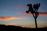 Joshua Tree National Park Workshop, March 4-7, 2025 (Deposit)