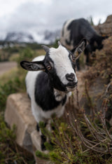 Dolomites Workshop, October 4–14, 2026 (Deposit)