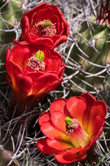 Joshua Tree National Park Workshop, March 4-7, 2025 (Deposit)