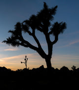 Joshua Tree National Park Workshop, March 4-7, 2025 (Deposit)