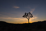 Joshua Tree National Park Workshop, March 4-7, 2025 (Deposit)