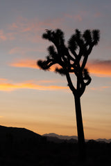 Joshua Tree National Park Workshop, March 4-7, 2025 (Deposit)