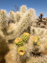 Joshua Tree National Park Workshop, March 4-7, 2025 (Deposit)