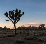 Joshua Tree National Park Workshop, March 4-7, 2025 (Deposit)