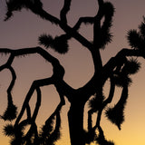 Joshua Tree National Park Workshop, March 4-7, 2025 (Deposit)