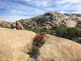 Joshua Tree National Park Workshop, March 4-7, 2025 (Deposit)