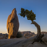 Joshua Tree National Park Workshop, March 4-7, 2025 (Deposit)